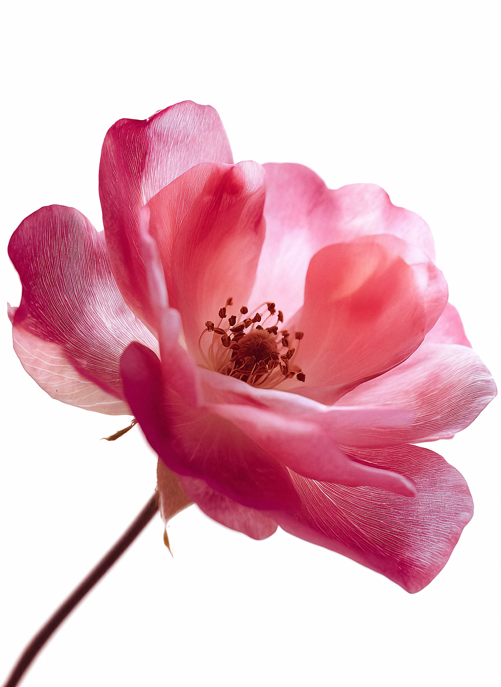ROSÉE